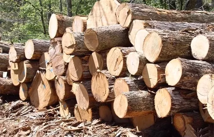 Khúc gỗ này có giá trị lớn vì "nốt thông" càng to thì càng quý hiếm, có tác dụng như nhựa thông, có thể dùng làm thuốc chữa bệnh, xua đuổi muỗi, và mang lại mùi thơm dễ chịu. (Ảnh: DNVN)