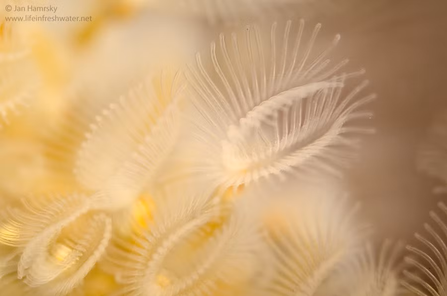 Bryozoans thường sống trong các vùng nước biển, từ vùng nước nông đến vùng nước sâu. Chúng bám vào các bề mặt cứng như đá, san hô chết, và vỏ sò, tạo thành các thuộc địa dày đặc và phức tạp. Một số loài bryozoans cũng sống trong nước ngọt, nhưng chúng thường ít phổ biến hơn so với các loài sống trong nước mặn.(Ảnh: LIFE IN FRESHWATER)