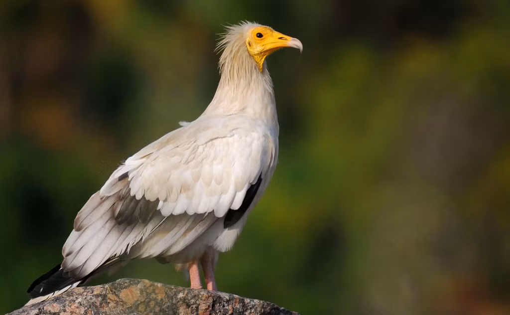 Kền kền Ai Cập (Neophron percnopterus) từng được coi là biểu tượng hoàng gia trong văn hóa Ai Cập cổ đại. Với bộ lông trắng, đầu trọc và đôi cánh mạnh mẽ, loài chim này không chỉ nổi bật về vẻ ngoài mà còn có vai trò quan trọng trong tín ngưỡng và đời sống người dân Ai Cập. (Ảnh: iNaturalist)