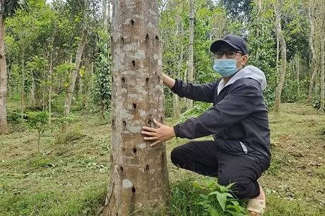 Việc khai thác trầm kỳ không hề dễ dàng. Cây dó bầu phải trải qua hàng chục đến hàng trăm năm mới có thể hình thành trầm kỳ. Hơn nữa, không phải cây dó bầu nào cũng có thể tạo ra trầm kỳ, mà chỉ một số ít cây ở những khu vực đặc biệt mới có khả năng này. Điều này làm cho trầm kỳ trở nên vô cùng quý hiếm và đắt đỏ. (Ảnh:Báo Pháp luật Việt Nam điện tử)