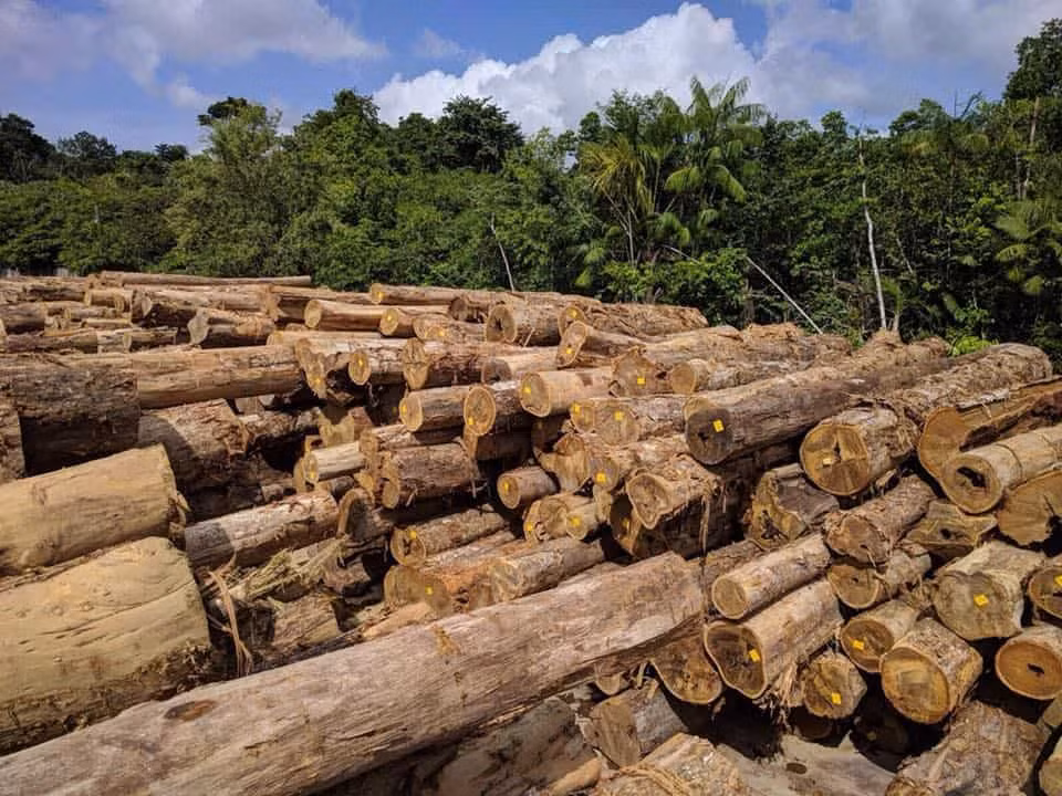 Vào năm 2022, 1 mét khối gỗ Ipe có giá 3.775 USD (hơn 90 triệu đồng). (Ảnh: ipewoodcanada)