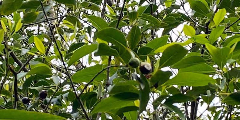Tại Việt Nam, cây gỗ đàn hương đã được nghiên cứu và trồng thử nghiệm thành công ở một số vùng như Nghệ An, Hà Tĩnh, Thanh Hóa, và Bình Định.(Ảnh: Mộc quang)