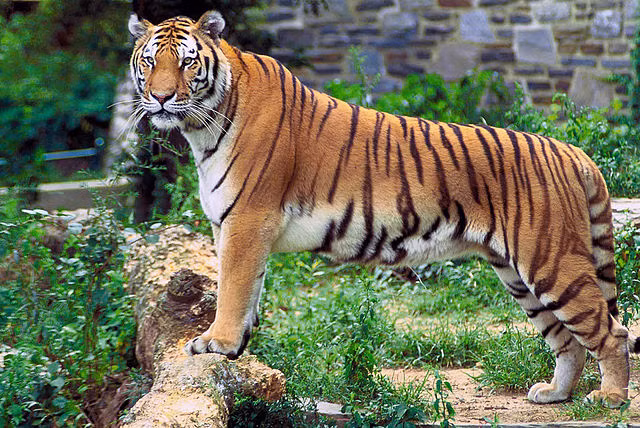 Hổ Bengal chủ yếu sinh sống tại các quốc gia Nam Á như Ấn Độ, Bangladesh, Nepal, Bhutan và miền nam Tây Tạng. (Ảnh: Wikipedia)