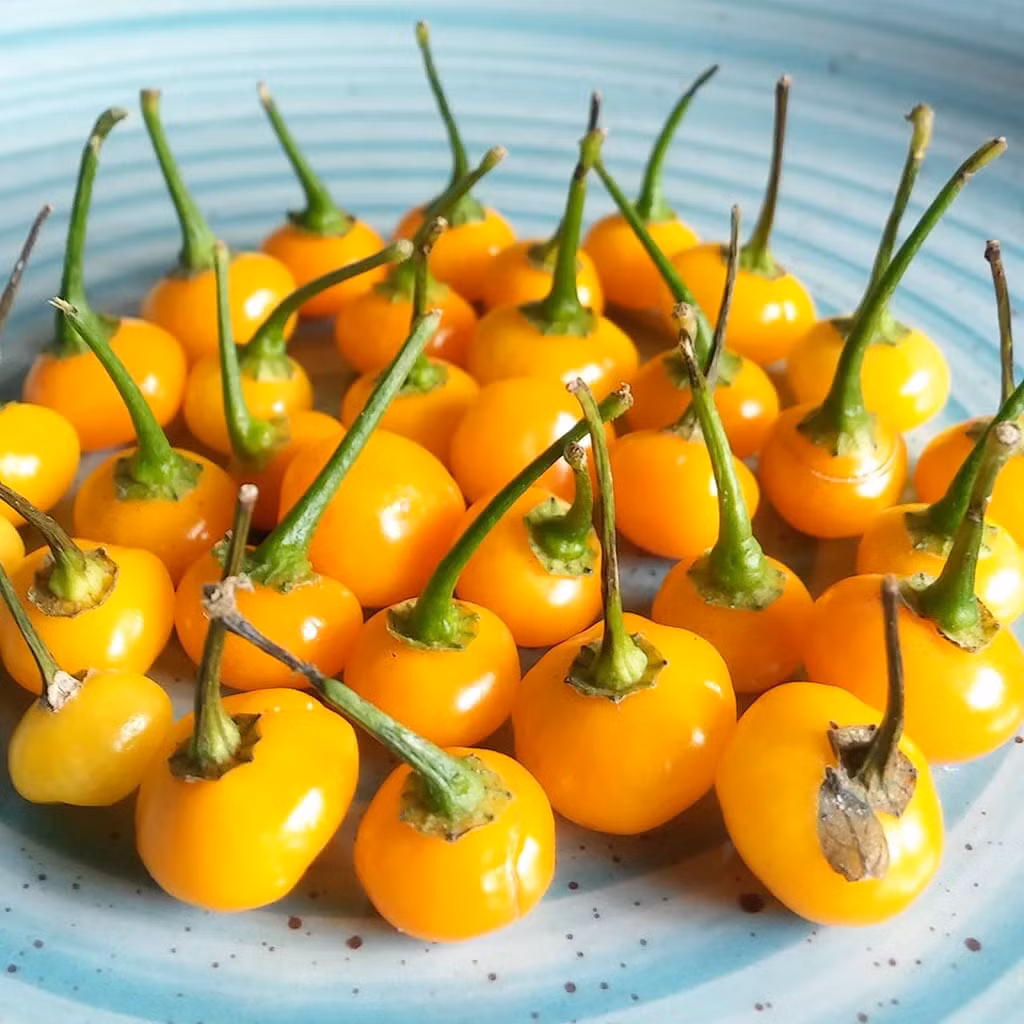 Ớt Aji Charapita có kích thước nhỏ, chỉ bằng hạt đậu, nhưng lại chứa đựng một hương vị mạnh mẽ và độc đáo. Khi ăn sống, ớt mang lại vị cay nồng, nhưng khi được giã thành bột, nó trở thành một gia vị tuyệt vời cho nhiều món ăn. (Ảnh: Seeds of Plenty)