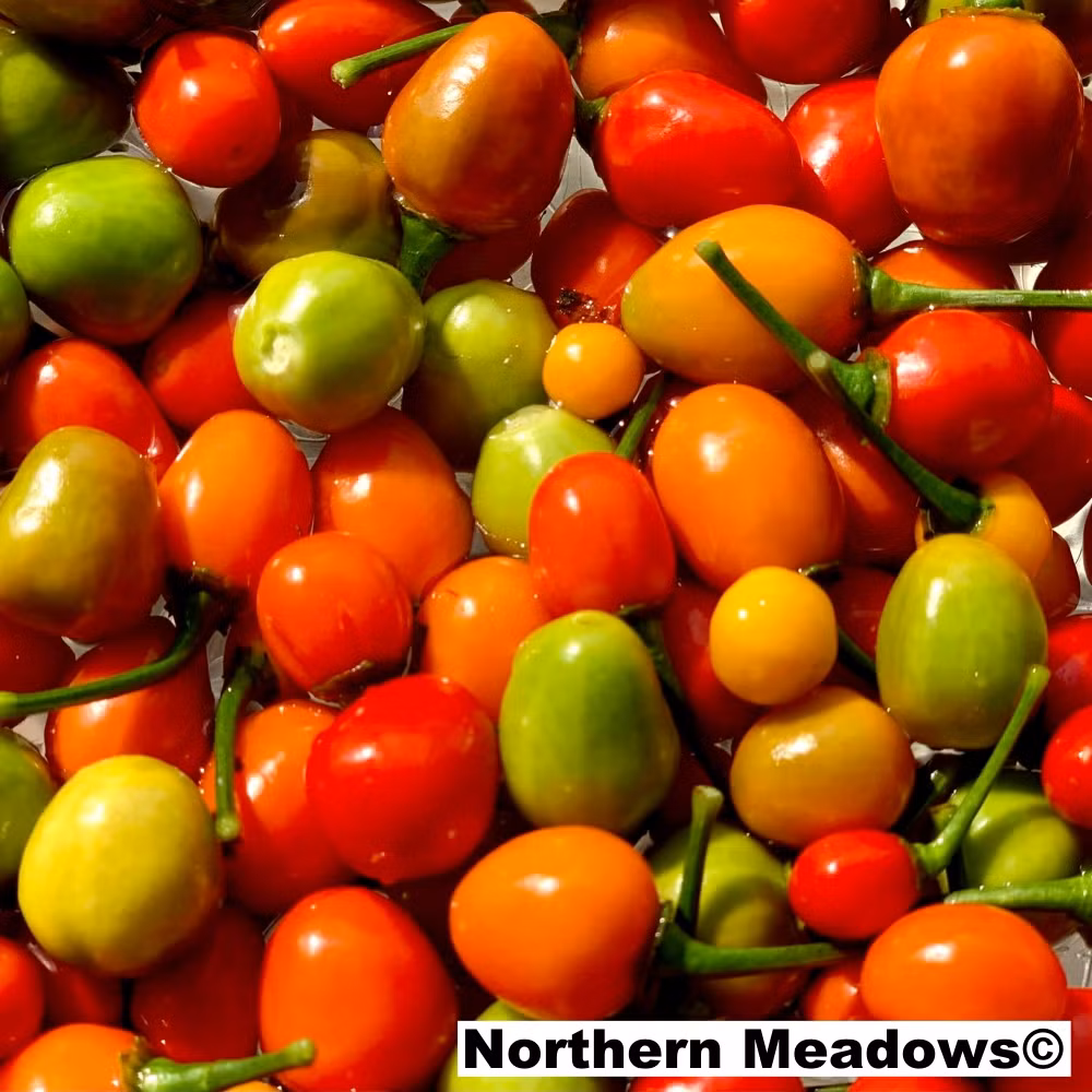 Màu sắc của ớt thường là vàng hoặc đỏ, tạo nên sự hấp dẫn về mặt thị giác.(Ảnh: Northern Meadows)