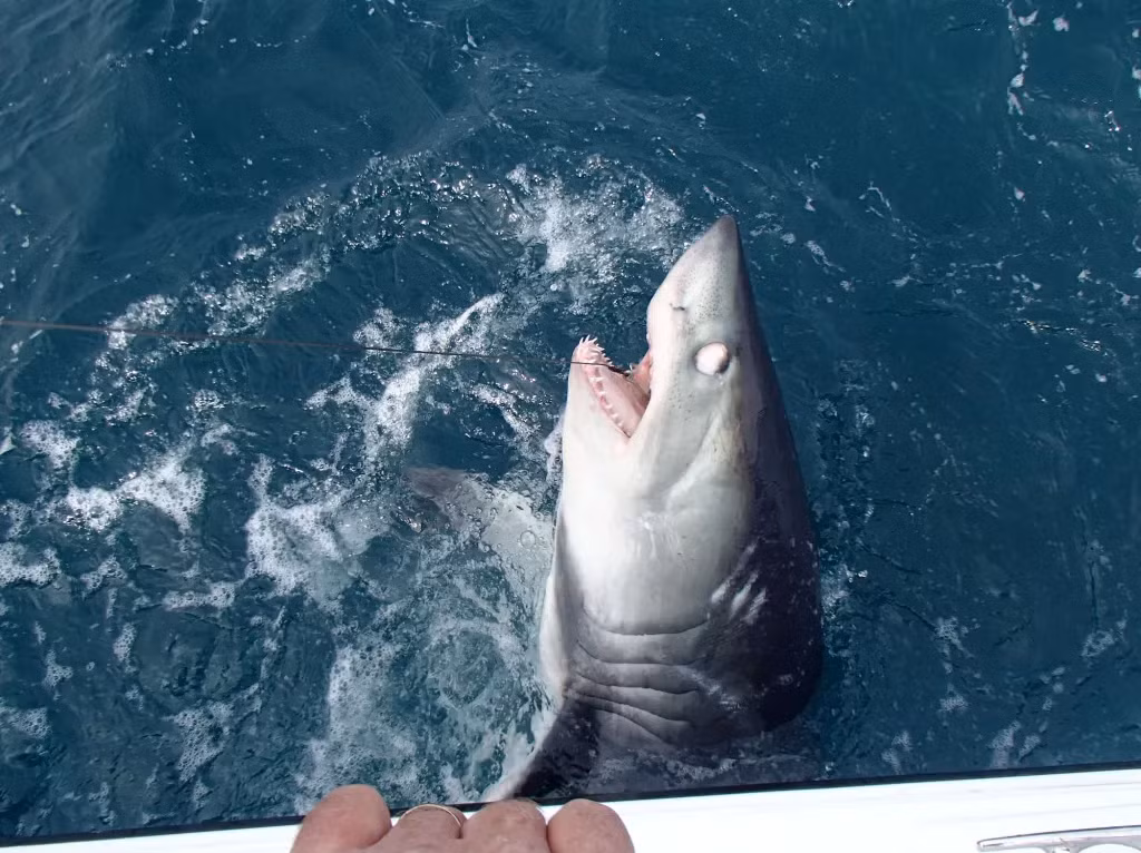 Cá mập porbeagle có khả năng duy trì nhiệt độ cơ thể cao hơn so với nước xung quanh, giúp chúng hoạt động nhanh nhẹn và hiệu quả hơn trong việc săn mồi.(Ảnh: VICE)