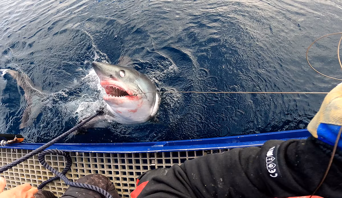 Do giá trị cao của thịt và vây, cá mập porbeagle đã bị khai thác mạnh mẽ trong nhiều thập kỷ. Điều này dẫn đến sự suy giảm nghiêm trọng về số lượng, đặc biệt là ở Bắc Đại Tây Dương. Hiện nay, cá mập porbeagle được xếp vào danh sách loài dễ bị tổn thương và cần được bảo vệ để tránh nguy cơ tuyệt chủng.(Ảnh: hi.no)