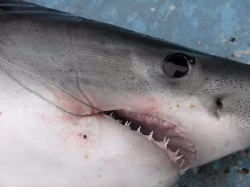 Là một loài săn mồi cơ hội, cá mập porbeagle chủ yếu ăn các loài cá xương và động vật thân mềm. Chúng khiến người ta choáng váng vì cái miệng khổng lồ. (Ảnh: Angling Ireland)