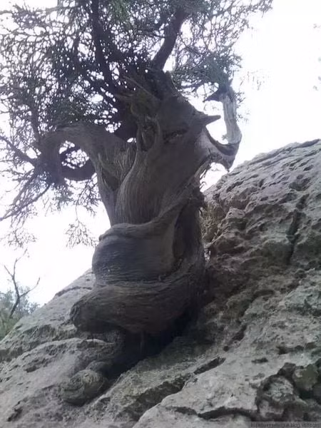 Cây nhai bách (Thuja sutchuenensis) cao từ 5 – 60m, thuộc nhóm thân gỗ.Thân cây có vảy, vỏ cây màu nâu, xám nâu đỏ kèm mùi hương thơm đặc trưng. Cành cây dày, tán lá rộng, dạng lá kim có màu xanh hoặc xanh nâu. (Ảnh: Cổ mộc hương)