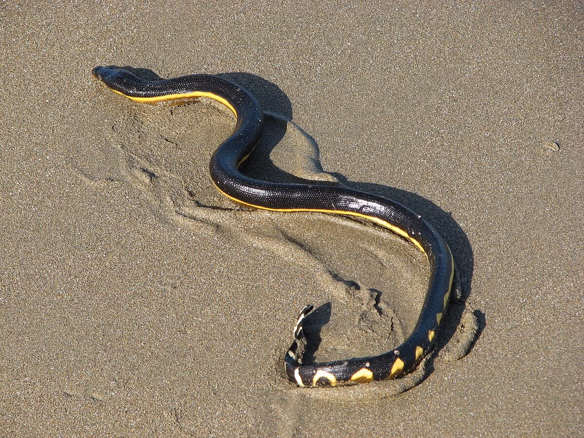 Sau bão lớn, rắn biển bụng vàng (Hydrophis platurus) - một loài rắn biển cực độc - thường bị cuốn vào bờ, gây nguy hiểm cho con người. Một người bắt rắn ở Úc đã cảnh báo mọi người tránh tiếp xúc với chúng, khuyến khích báo cho nhân viên cứu hộ động vật thay vì tự ý thả chúng trở lại biển. (Ảnh:Wikipedia) 
