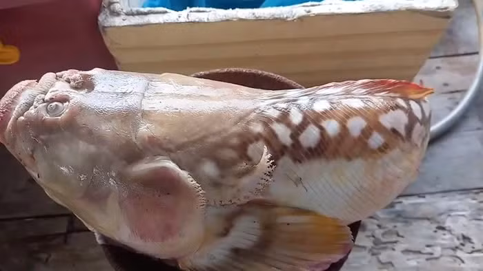 Các nhân viên từ trung tâm biển địa phương xác định nó giống loài cá Pollicaris. Prasert đã giao con cá cho trung tâm động vật hoang dã vì tin rằng nó có thể đem tới vận rủi.(Ảnh: Người đưa tin)