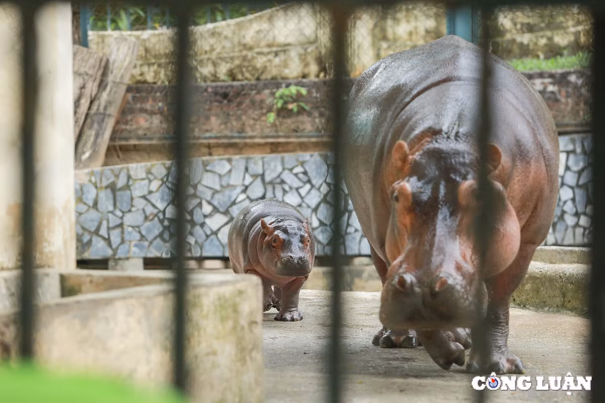 Khi mới sinh, chú hà mã con nặng khoảng 25 kg. Sau một tháng, cân nặng của chú đã tăng lên 46 kg và sau hai tháng đạt 66 kg. Hiện tại, khi đã hơn 3 tháng tuổi, chú hà mã con ước lượng nặng từ 70-80 kg. Điều này cho thấy quá trình chăm sóc cẩn thận và chế độ dinh dưỡng phù hợp đã giúp chú hà mã phát triển rất tốt. (Ảnh: Công luận)