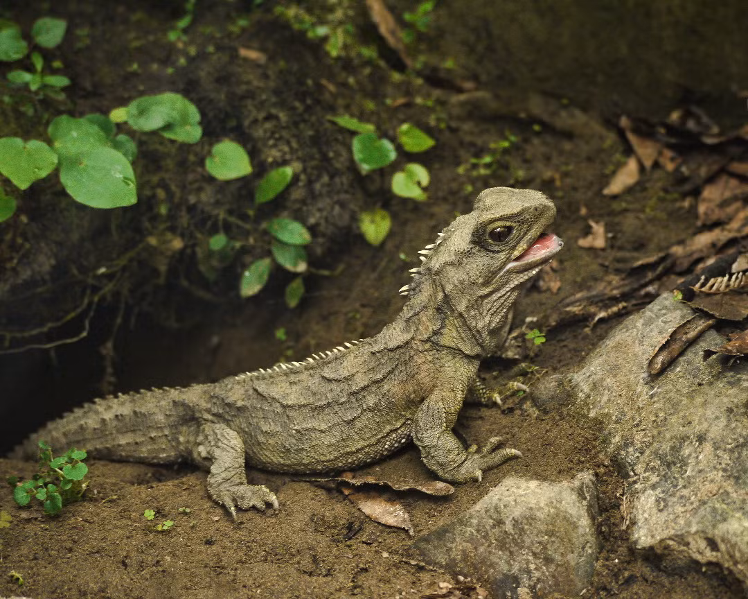 Trong bối cảnh sự tiến hóa đầy ngoạn mục của loài vật Tuatara (Sphenodon punctatus) - một trong những loài bò sát cổ xưa nhất hành tinh, vẫn sống sót và phát triển mạnh mẽ, sự tò mò của giới khoa học và công chúng không ngừng tăng lên. (Ảnh: Wikipedia)