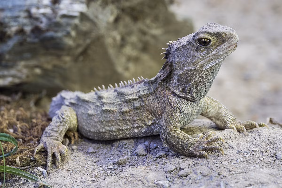 Đặc biệt, nhiệt độ cơ thể của Tuatara có thể giảm xuống mức thấp đáng ngạc nhiên so với các loài bò sát khác, cho phép chúng sống sót và phát triển trong các môi trường lạnh lẽo.(Ảnh: Wikidata)