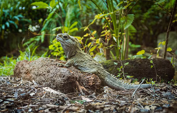 Được tìm thấy chủ yếu ở New Zealand, Tuatara không phải là loài thằn lằn thông thường mà là một đại diện duy nhất còn lại của dòng bò sát Rhynchocephalia, xuất hiện từ thời đại khủng long cách đây hơn 200 triệu năm.(Ảnh: iStock)