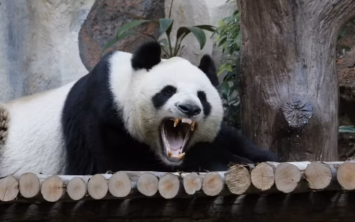 Gấu trúc khổng lồ, hay còn gọi là “quái vật ăn sắt,” là một loài động vật mạnh mẽ và đáng gờm, thậm chí sư tử cũng không dám động tới. Mặc dù vẻ ngoài dễ thương và hiền lành, gấu trúc khổng lồ có lực cắn rất mạnh và khả năng tự vệ cao. Loài động vật này có cơ bắp mạnh mẽ, hàm răng lớn và móng vuốt sắc nhọn, giúp chúng có thể gây thương tích nghiêm trọng khi cần thiết. (Ảnh: Báo Phụ nữ Việt Nam)