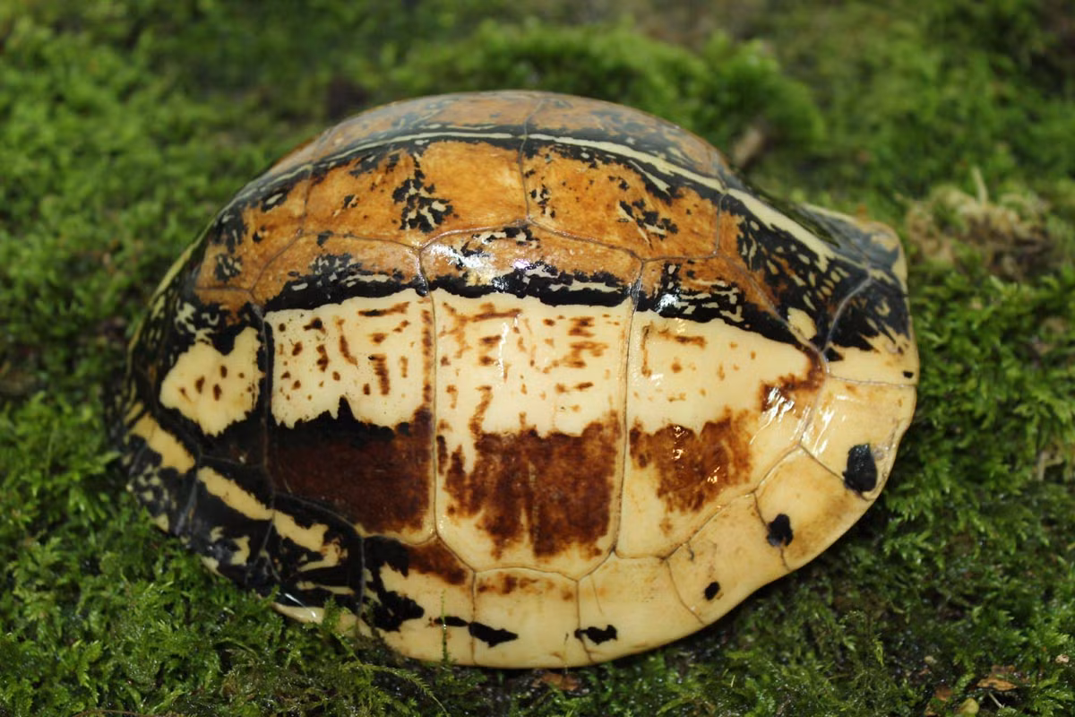 Theo danh lục đỏ của Liên minh Quốc tế Bảo tồn Thiên nhiên (IUCN), rùa hộp trán vàng miền Nam được xếp vào nhóm cực kỳ nguy cấp. (Ảnh: Turtle Sanctuary Conservation Center)