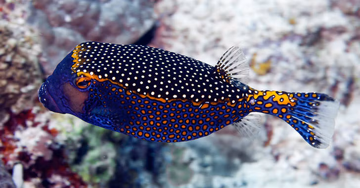 5. Cá hộp màu xanh (Blue Boxfish): Cá hộp màu xanh có khả năng tiết ra chất độc mạnh từ da khi bị đe dọa. Chất độc này đủ để gây hại cho những kẻ săn mồi xung quanh.(Ảnh:LiveAquaria)