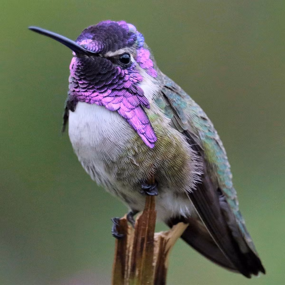 4. Chim ruồi (Hummingbird): Chim ruồi có khả năng bay lùi và giữ vị trí cố định trong không trung nhờ đôi cánh vỗ nhanh chóng. Chúng cũng có tốc độ trao đổi chất cao nhất trong số các loài chim.(Ảnh:Roger's Gardens)