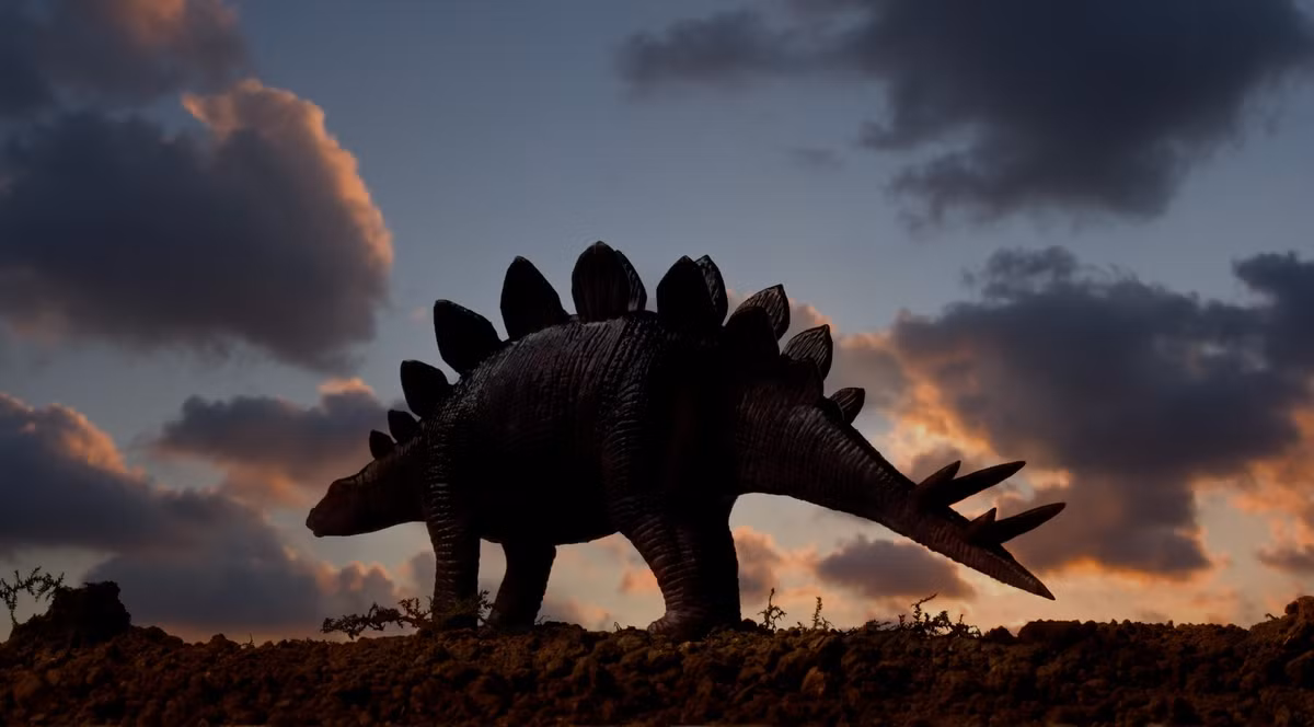 Stegosaurus có chiều dài khoảng 9 mét và nặng khoảng 5 tấn. Đặc điểm nổi bật nhất của nó là các phiến sừng lớn chạy dọc theo lưng, có thể cao tới 60 cm. Những phiến sừng này không chỉ giúp bảo vệ Stegosaurus khỏi kẻ thù mà còn có thể được sử dụng để điều chỉnh nhiệt độ cơ thể.(Ảnh: BBC Science Focus)