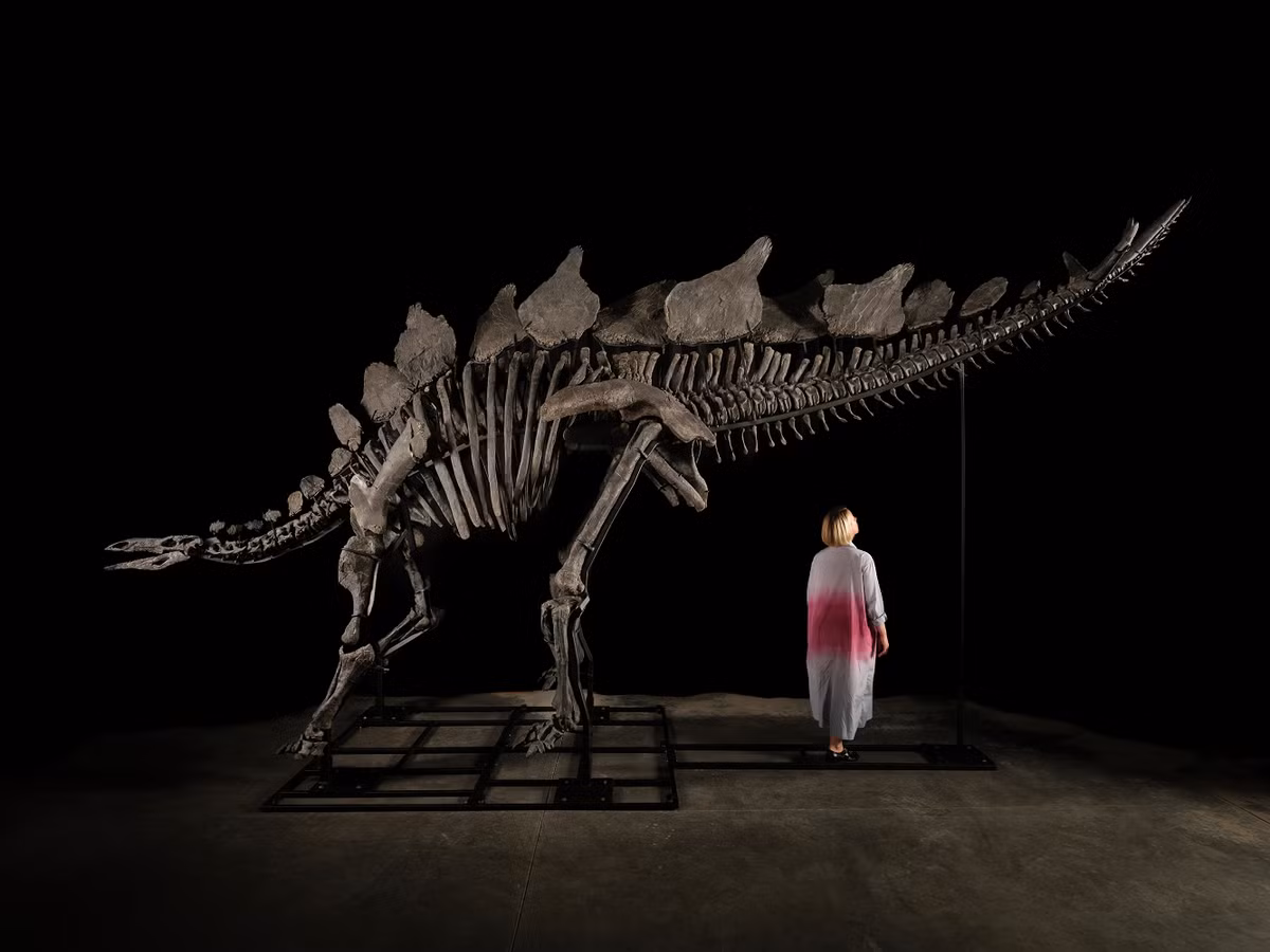 Stegosaurus sống ở khu vực ngày nay là Bắc Mỹ, trong các khu rừng nhiệt đới và đồng cỏ. Nó là loài ăn cỏ, chủ yếu ăn các loại cây thấp và dương xỉ. Với bộ hàm mạnh mẽ và răng hình lá, Stegosaurus có thể nghiền nát thực vật cứng một cách dễ dàng.(Ảnh: Sotheby's)