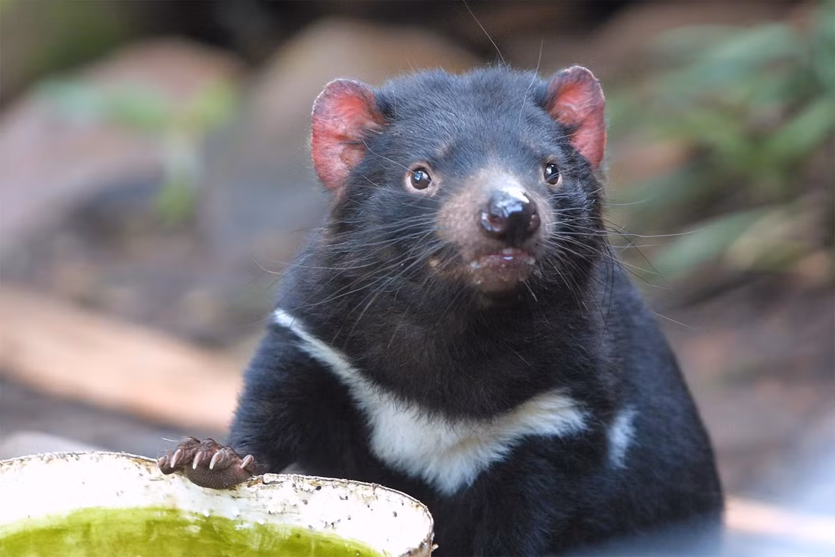Quỷ Tasmania không chỉ là một biểu tượng của đảo Tasmania mà còn là một điểm thu hút khách du lịch quan trọng. Hình ảnh của chúng xuất hiện trong nhiều biểu trưng của các tổ chức, nhóm và sản phẩm liên quan đến Tasmania. Nhân vật hoạt hình nổi tiếng của Looney Tunes cũng đã góp phần đưa hình ảnh quỷ Tasmania đến với khán giả toàn cầu.(Ảnh: Britannica)