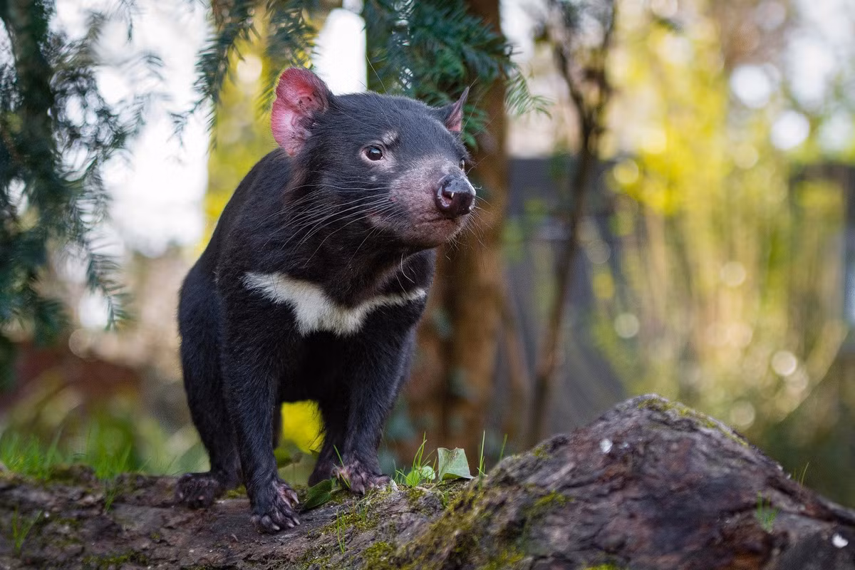 Quỷ Tasmania có cơ thể chắc nịch với nhiều cơ bắp, lông đen, và một mùi hương đặc trưng. Chúng nổi tiếng với tiếng rít lớn và đáng sợ, cùng với khả năng săn mồi hung dữ. (Ảnh: DNA Zoo)