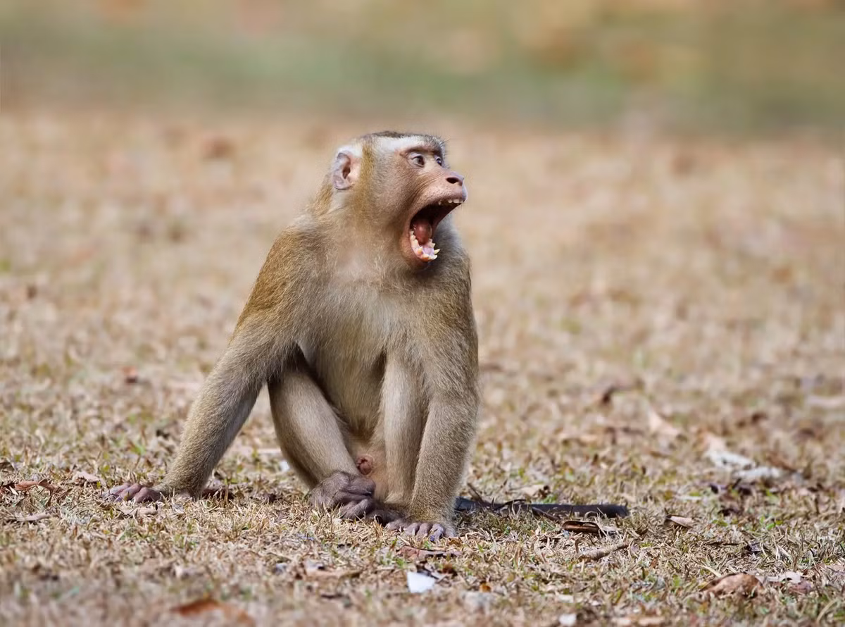 Thân của khỉ đuôi lợn phủ lông dài màu xám. Lông đuôi của chúng rất ngắn, trông giống đuôi lợn.(Ảnh: Animalia)