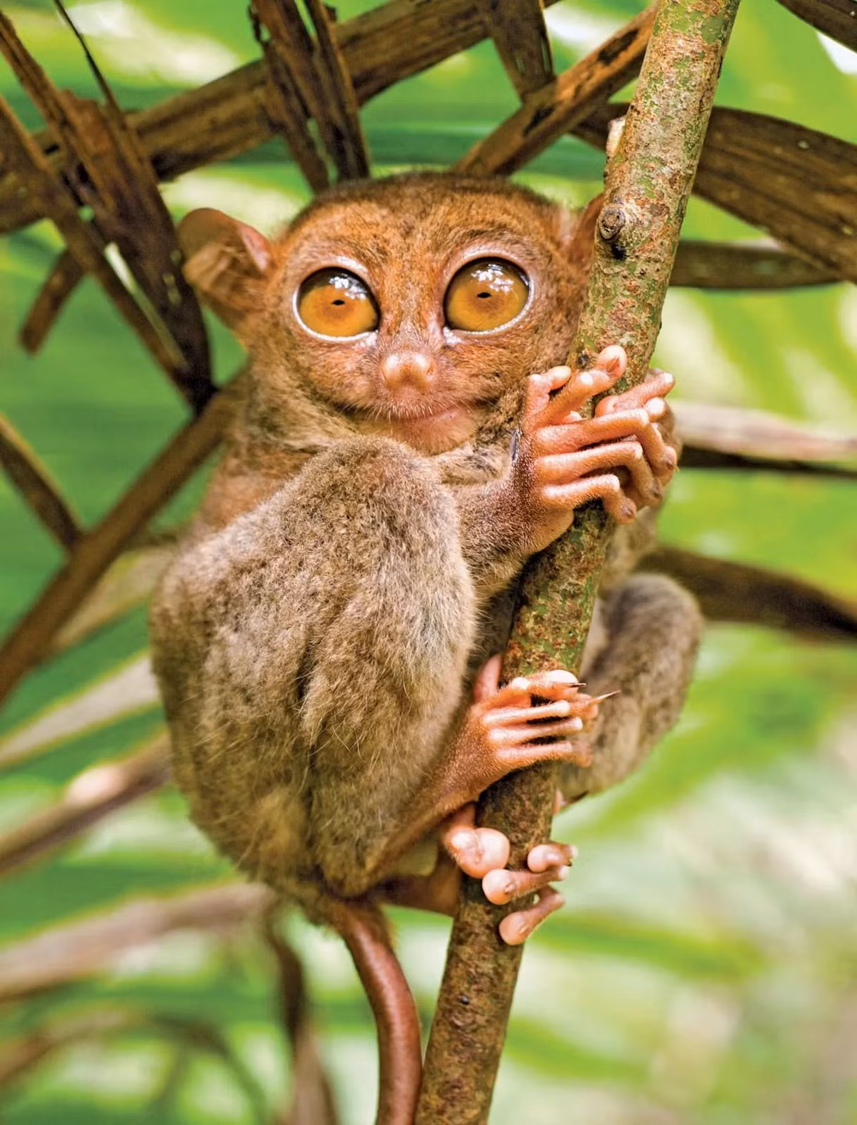 Đặc biệt, khả năng xoay đầu 180 độ giúp Tarsier dễ dàng quan sát môi trường xung quanh để săn mồi và tránh kẻ thù.(Ảnh: Britannica)