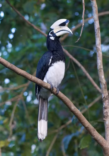 Theo Sách Đỏ IUCN, cao cát bụng trắng hiện đang được xếp vào danh mục "Ít quan tâm". Tuy nhiên, việc bảo vệ môi trường sống tự nhiên của chúng vẫn là một thách thức lớn do sự phá rừng và biến đổi khí hậu. (Ảnh: GRID-Arendal)