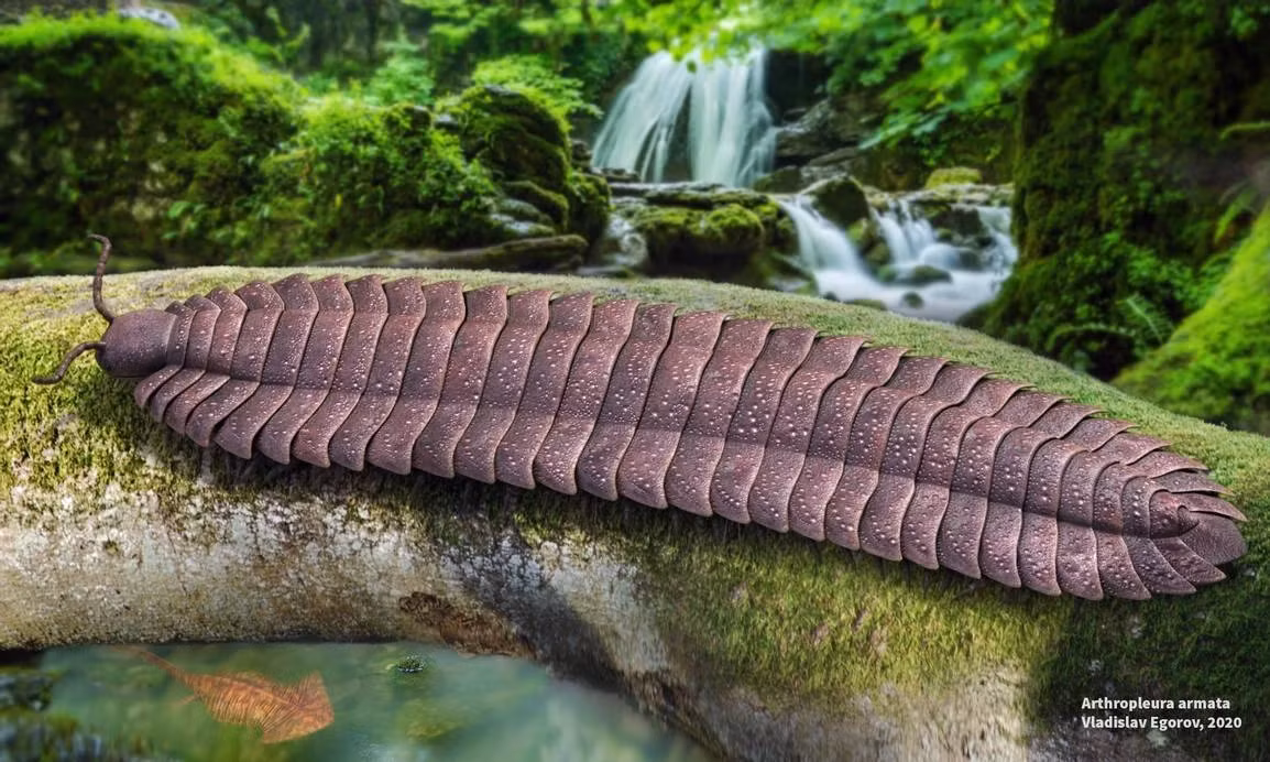 Những thông tin mới thu được từ hóa thạch cũng giúp làm sáng tỏ môi trường sống của Arthropleura trong thời kỳ Carboniferous, khoảng 346 triệu năm trước.(Ảnh: Prehistoric Wiki)