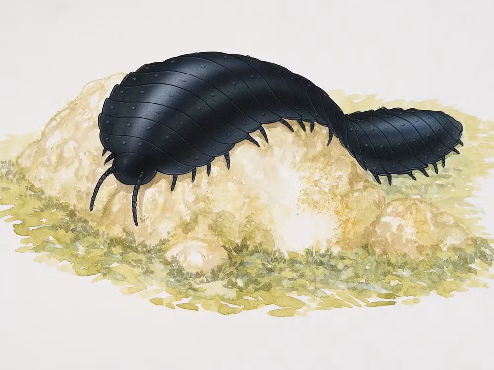 Arthropleura được biết đến là loài chân đốt khổng lồ nhất từng tồn tại trên Trái đất.(Ảnh: smithsonianmag)