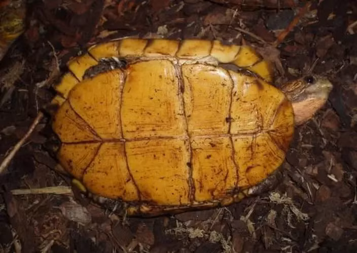 Rùa sa nhân thường sống trong các khu rừng, ẩn nấp dưới bụi cây lá khô. (Ảnh: India Biodiversity Portal)