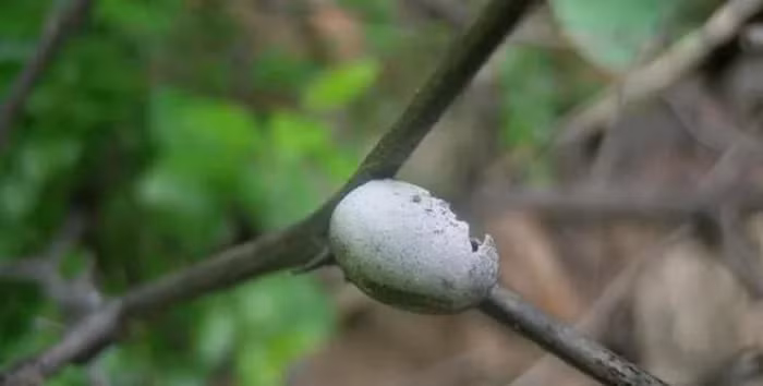 Vào tháng 10 hàng năm, ấu trùng bọ nẹt lớn dần và bắt đầu xây kén để sinh tồn qua mùa đông. Với màu nâu vàng và hình dáng giống quả trứng cút nhỏ, ấu trùng bọ nẹt rất giàu protein, chất béo và nhiều nguyên tố vi lượng. Chúng được mệnh danh là "hải sâm trên cây", bởi giá trị dinh dưỡng cao. (Ảnh: Người đưa tin)