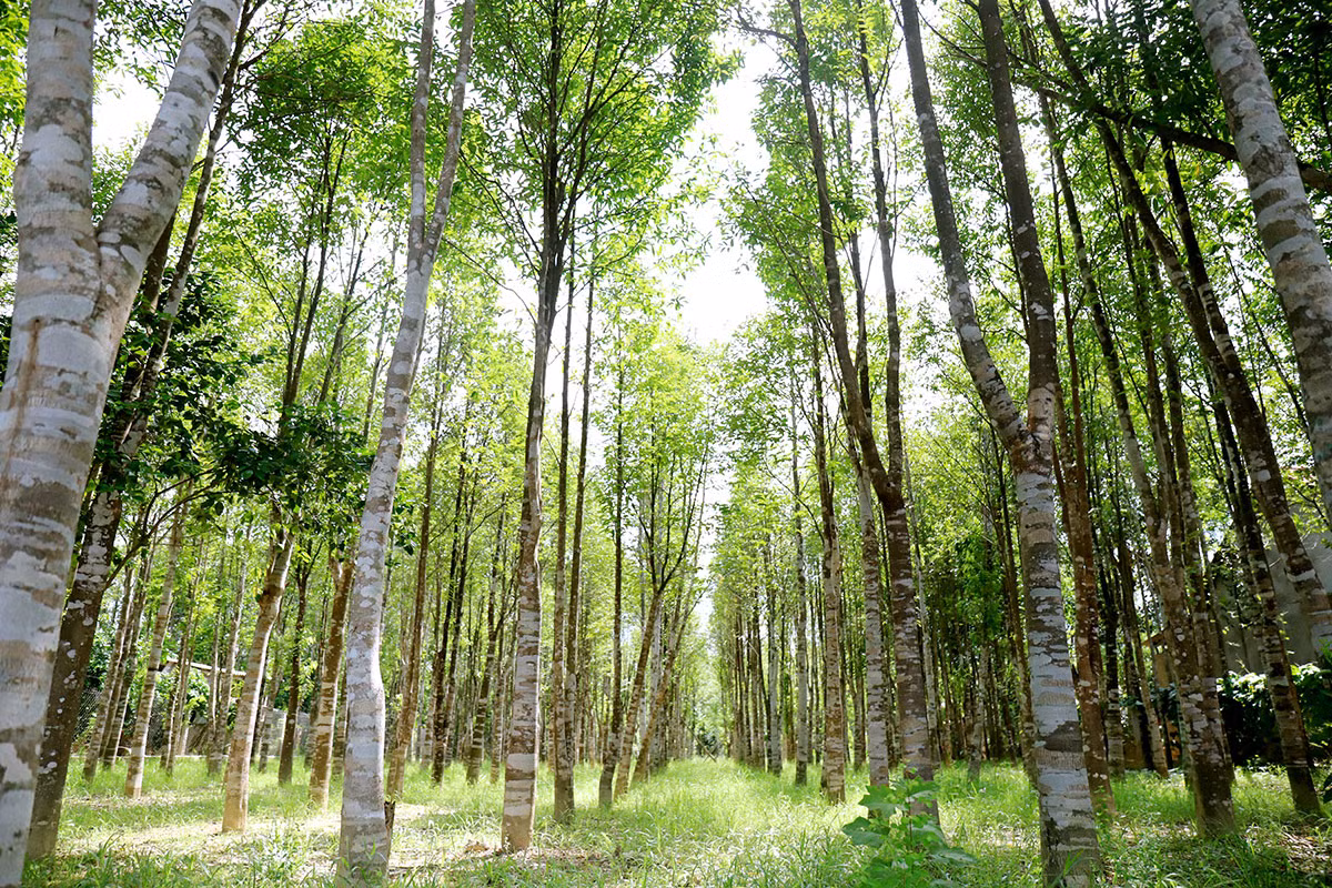 Do giá trị kinh tế cao và sự khai thác tràn lan, số lượng cây Dó Bầu trong tự nhiên ngày càng giảm sút. Nhiều quốc gia đã đưa ra các biện pháp bảo vệ và phát triển cây Dó Bầu nhằm duy trì nguồn trầm hương quý giá. Tại Việt Nam, nhiều dự án trồng cây Dó Bầu đã được triển khai, không chỉ nhằm khai thác trầm hương mà còn bảo vệ môi trường và phát triển kinh tế địa phương.(Ảnh: agarvietnam)