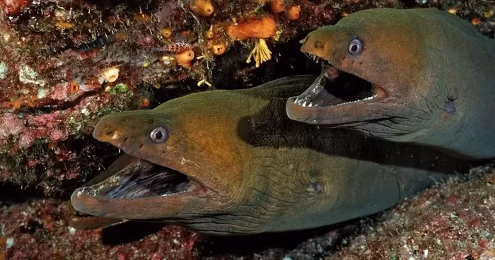 Cư dân mạng đưa ra nhiều suy đoán về danh tính, so sánh nó với plesiosaur, sinh vật huyền thoại của hồ Loch Ness. Tuy nhiên, các chuyên gia xác định đây là một con lươn biển (cá chình Moray) – loài sống ở các vùng biển nhiệt đới và cận nhiệt đới. (Ảnh: Getty Images)