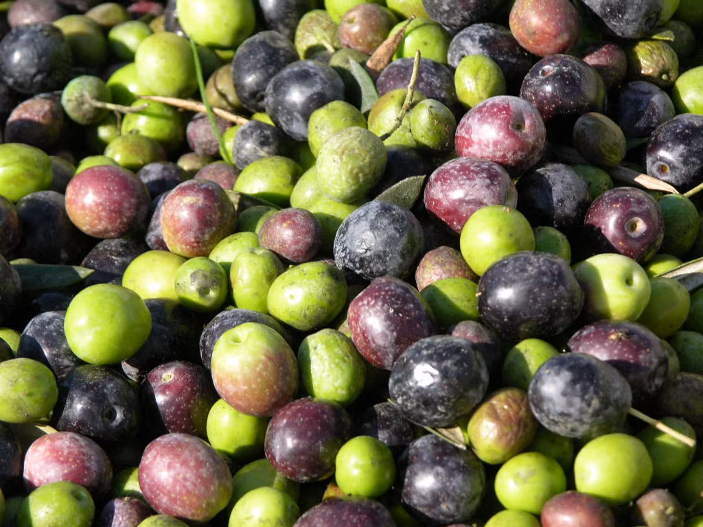Trong khi đó, quả oliu tươi có chứa các hợp chất phenolic nhưoleuropein và oleocanthal là hai trong số chất chống oxy hóa tự nhiên mạnh nhất. Bạn có thể thay thế dầu ăn công nghiệp bằng dầu oliu mỗi ngày.