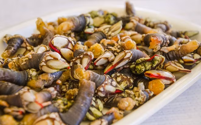 Percebe, Galicia, Tây Ban Nha: Loại hải sản độc đáo này sinh sống ở các khu vực hiểm trở và xa xôi của bờ biển Galicia. Những người khai thác phải mạo hiểm để gỡ chúng ra khỏi đá. Với vị ngọt như tôm hùm, Percebe có giá không hề rẻ.