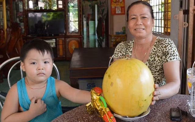 Trái dưa hấu 7 tháng vẫn "ngon lành" thuộc sở hữu của gia đình chị Dương Ngọc Thủy ở ấp Đông Khánh, xã Tân Khánh Đông, TP Sa Đéc, Đồng Tháp. Ảnh: Báo Đồng Tháp