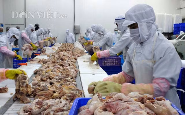 Dieu it biet ve lo hang thit ga VN dau tien xuat sang Nhat