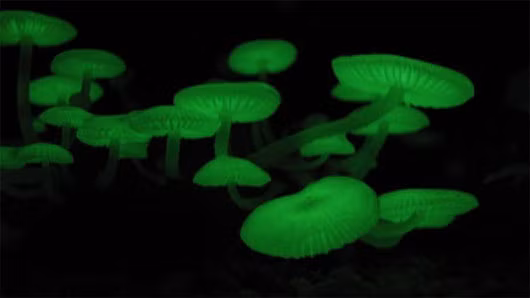 Nấm phát quang sinh học (Mycena chlorophos) sống ở môi trường cận nhiệt đới của châu Á, Australia và Brazil. Phần mũ và thân cây phát ra ánh sáng màu xanh lá cây trong bóng tối.