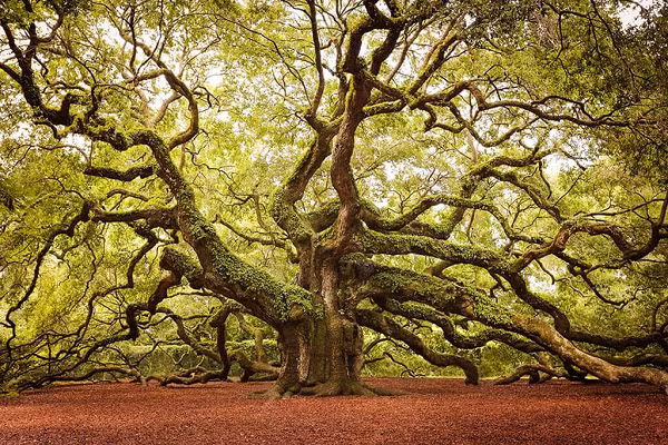 Cây sồi 1.500 tuổi ở Charleston, Nam Carolina, Mỹ được biết đến như một câu chuyện cổ tích và là tài sản quý giá của nơi đây. Cây sồi Thiên thần này có chiều cao 20m, đường kính 8,5m và độ che phủ lên tới 1.600m2, nhánh cây dài nhất của nó có chiều dài 56m. hố Bonn, Đức