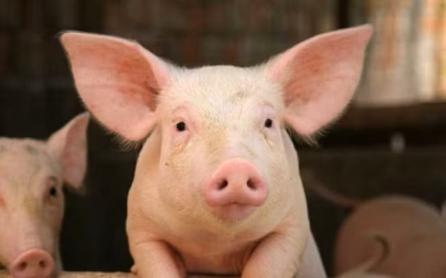 Lợn luôn nói chuyện với nhau. Các nhà khoa học đã xác định được 20 câu thoại của lợn được sử dụng tùy biến cho các tình huống, từ việc lôi kéo bạn tình đến câu nói: “Tôi đói!”