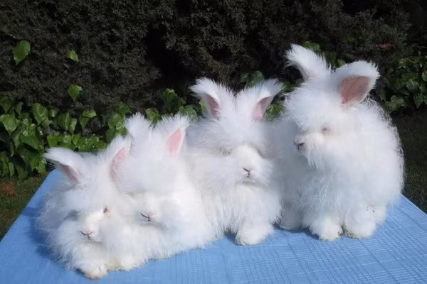 Thỏ Angora có thân hình tròn trịa như quả bóng, nặng từ 2-3,4kg. Loài thỏ này có đặc điểm vô cùng nổi bật, đó là bộ lông dài và mềm, che phủ cả mặt mũi, chân và đỉnh và tai. Với vẻ ngoài đáng yêu như vậy, thỏ Angora còn được ví von như những "cục bông biết nhảy".