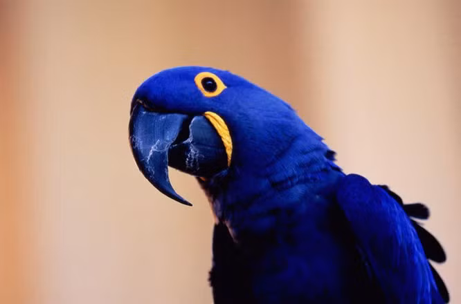 Macaw Hyacinth - 14.000 USD: Macaw có nguồn gốc từ miền đông và trung Nam Mỹ, đây là loài vẹt lớn nhất trên hành tinh.