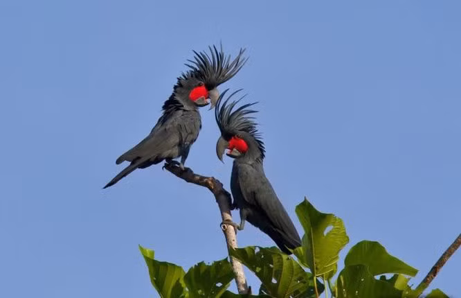 Vẹt Palm Cockatoo – 16.000 USD: Palm Cockatoo là loài vẹt lớn với lông màu khói xám và chiếc mào đỏ nổi bật. Khi đứng thẳng, nó đạt chiều cao từ 55 đến 60 cm. Đây cũng là một trong những loài vẹt độc đáo và có mức giá đắt nhất - 16.000 USD.