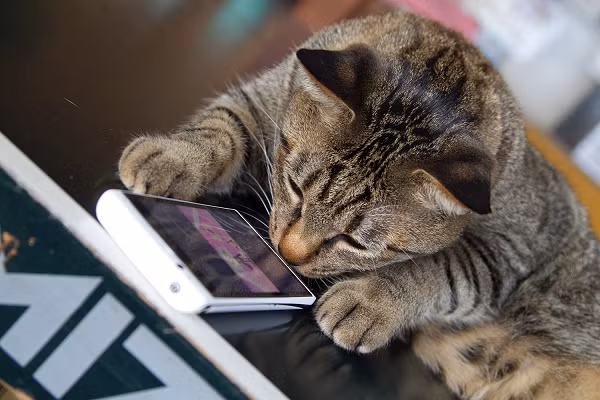 Anita Kelsey, nhà hành vi học về mèo và là tác giả của cuốn sách 'Let's Talk About Cats', cho biết: "Tất cả những gì chúng ta có thể làm là vui vẻ khi nghĩ về những gì chúng có thể đang muốn truyền tải từ góc nhìn của con người. Ứng dụng này có vẻ thú vị và không gây hại gì khi bạn muốn chơi đùa vui vẻ với con mèo của bạn.”