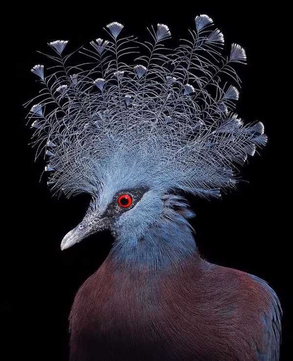 Bồ câu vương miện Victoria(Victoria Crowned Pigeon) sở hữu vẻ bề ngoài mỹ miều với bộ lông vũ màu xanh pha ánh tím tuyệt đẹp, đôi mắt sắc sảo đỏ rực nổi bật có viền và đặc biệt là chỏm lông dựng như mào trên đỉnh đầu.