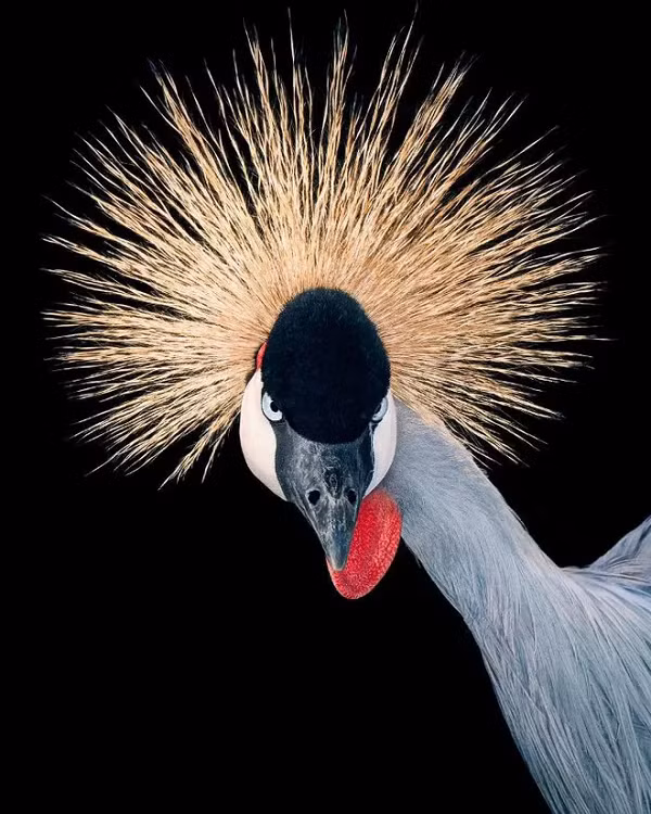 Sếu vương miện xám là một loài chim sếu thuộc họ Gruidae. Sếu vương miện xám sinh sống trên thảo nguyên khô cằn phía nam hoang mạc Sahara, châu Phi.