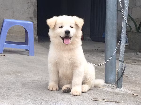 Chó Bắc Hà là giống chó được đồng bào H mông vùng Bắc Hà , Lào cai nuôi để làm chó săn, làm bạn đồng hành trong những chuyến đi rừng hay nuôi làm chó bảo vệ.